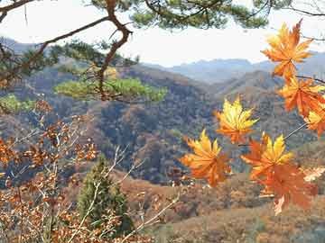 最新草草網(wǎng)，勵志學(xué)習(xí)，自信成就，笑對人生之路